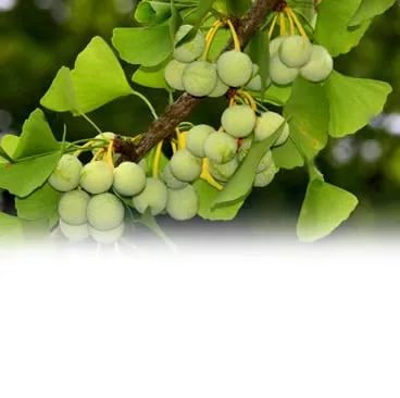 Ginkgo biloba — ingrediente natural