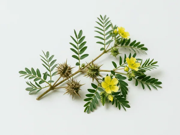 Tribulus terrestris — ingrediente natural